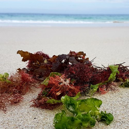 Seaweed washed up on a beach