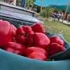 Red bell peppers picked on the EC Community farm.