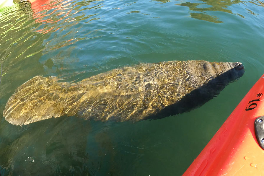 Manatee in the water next to a kayak
