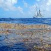Long view of large sailboat cruising along horizon line as a large clump of seaweed floats by in the foreground
