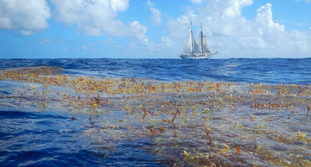 Long view of large sailboat cruising along horizon line as a large clump of seaweed floats by in the foreground