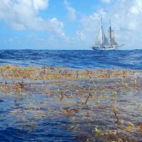 Long view of large sailboat cruising along horizon line as a large clump of seaweed floats by in the foreground