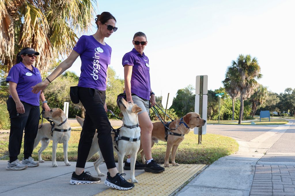 Three women in purple shirts each walk a dog by harness and prepare to walk across a street