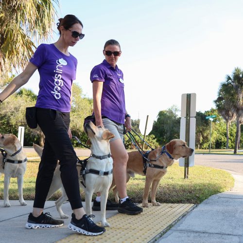 Three women in purple shirts each walk a dog by harness and prepare to walk across a street