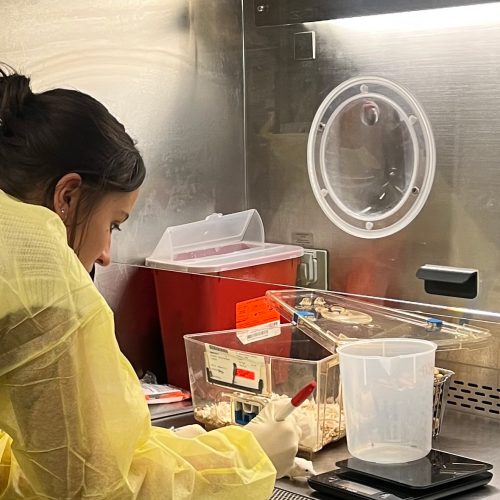 Student in yellow lab jacket leans over table where she uses scientific equipment