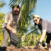 Professor and student work side by side using shovels to move mulch at a garden with palm trees