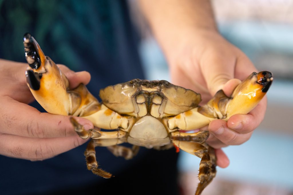 Pair of hands holds a large crab up by its claws