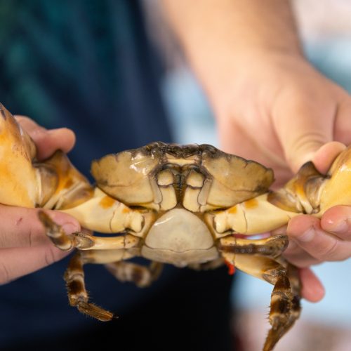 Pair of hands holds a large crab up by its claws