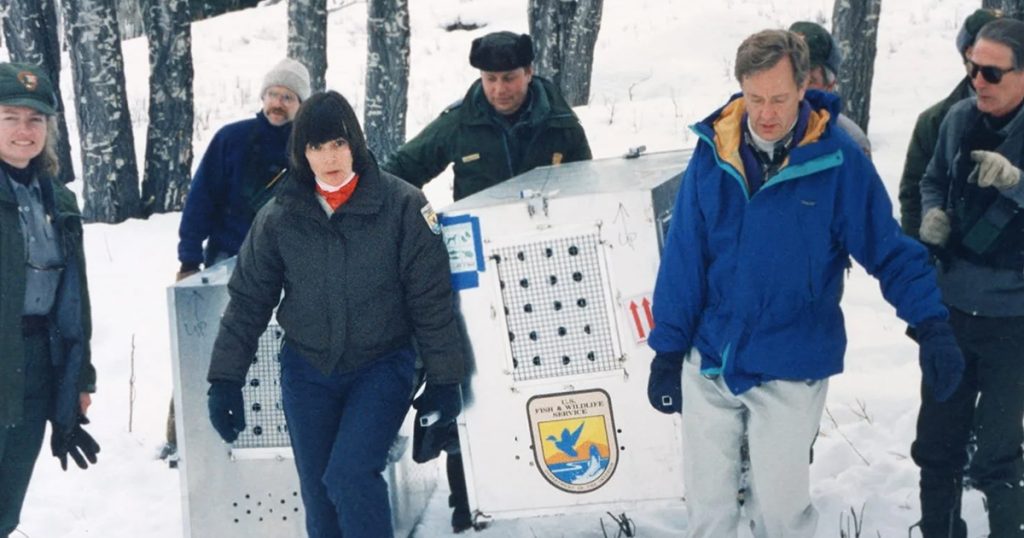 Group of people walk a large white cage through the snow