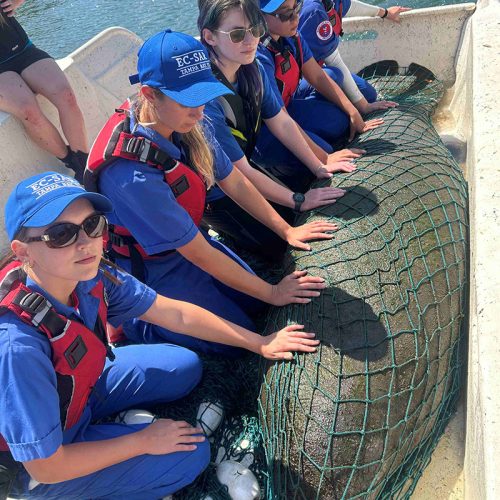 Six students in blue outfits and sunglasses and hats that read EC-SAR sit aside a manatee in a net on a boat