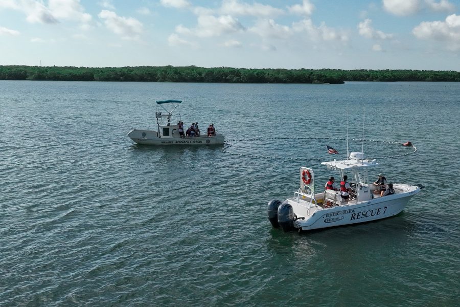 Eckerd College Search and Rescue Team scores a double—two manatee rescues on the same day