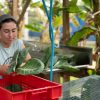Student farm worker in bandanna holds three large leafs of greens by an outside work table with banana tree in the background