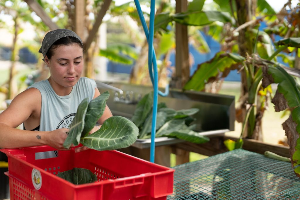 Student farm worker in bandanna holds three large leafs of greens by an outside work table with banana tree in the background