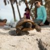 A gopher tortoise walks away from a group of Eckerd students.
