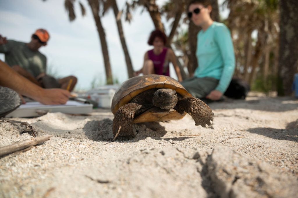 A gopher tortoise walks away from a group of Eckerd students.