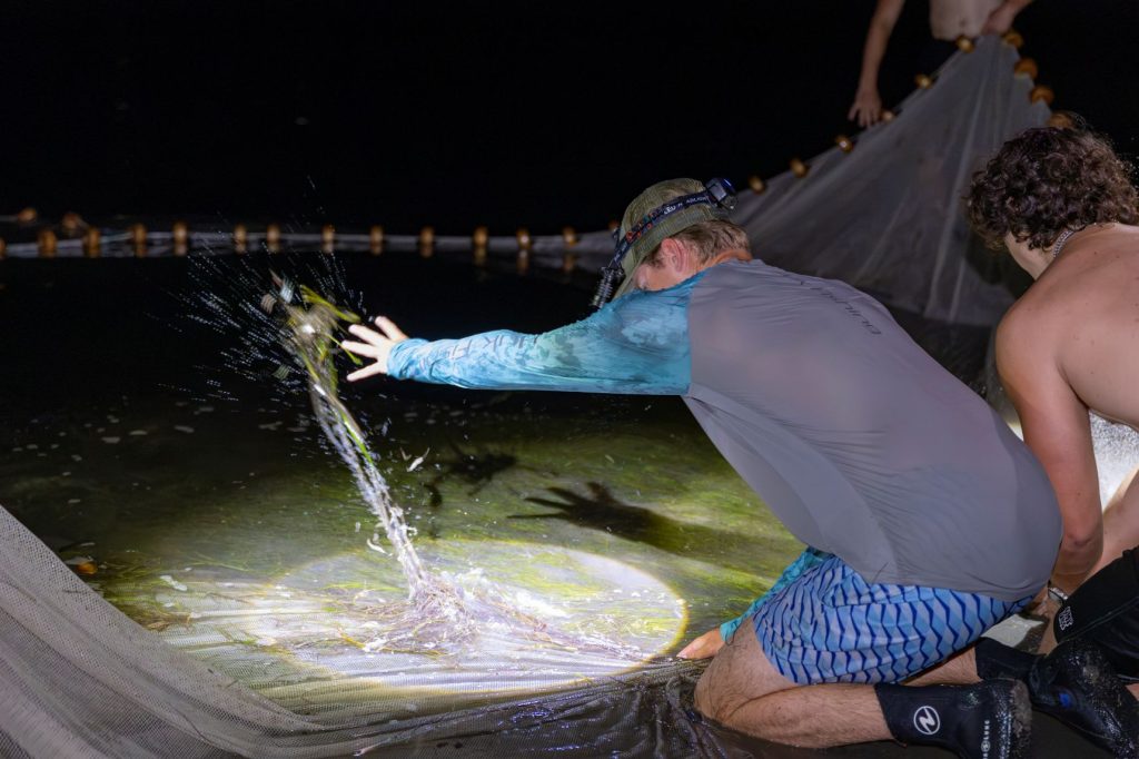 Students cast a seine net in Boca Ciega Bay in the dark of night, but with the net illuminated.