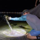 Students cast a seine net in Boca Ciega Bay in the dark of night, but with the net illuminated.