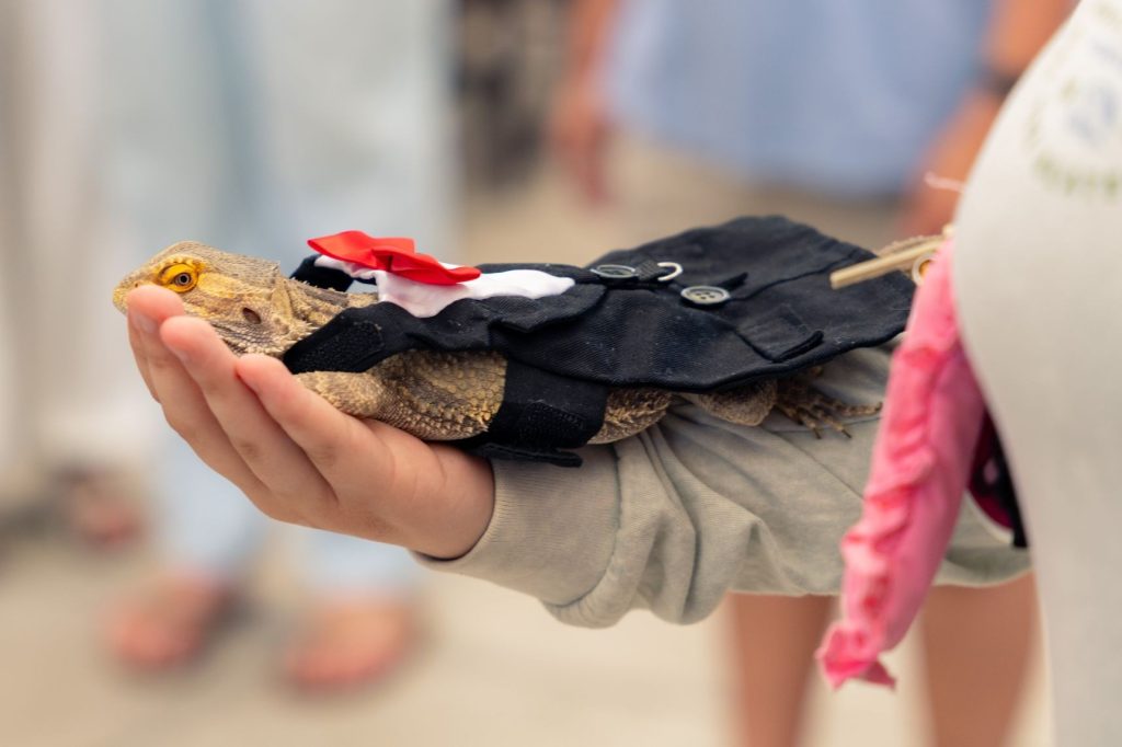A bearded dragon dressed in a homemade tuxedo lays in the palm of a human hand with its hind legs supported on the holder's wrist.