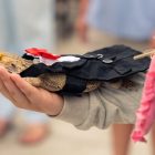 A bearded dragon dressed in a homemade tuxedo lays in the palm of a human hand with its hind legs supported on the holder's wrist.