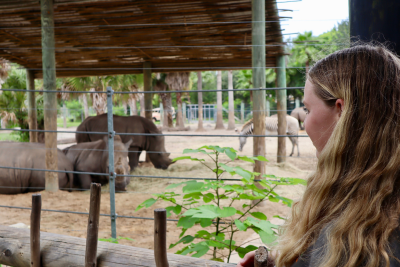 Eckerd students interning at Zoo Tampa for the summer looking Rhino enclosure.
