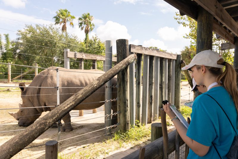 Pre-College Student observing Rhinos