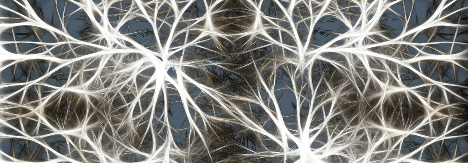 Neurons