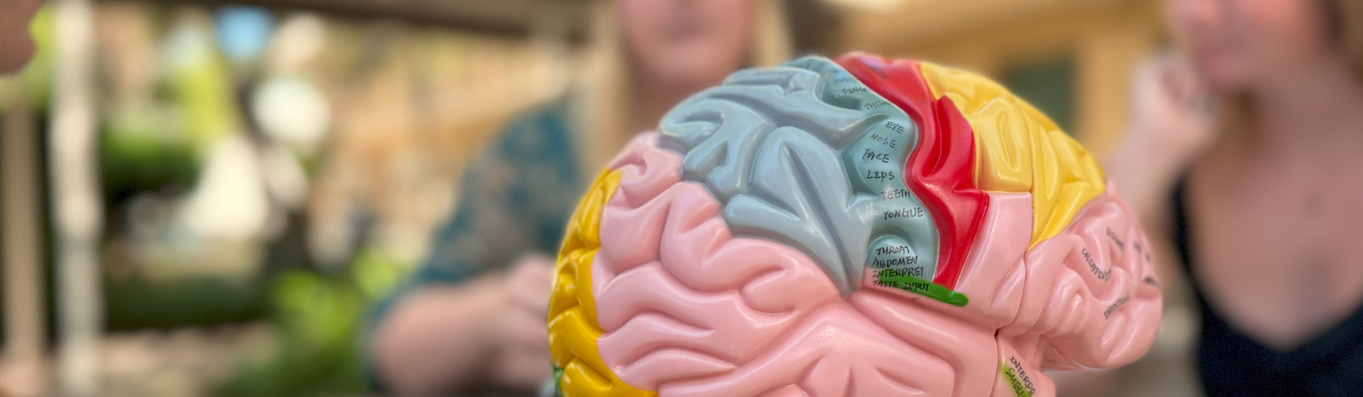 Model of brain with text printed overtop sections with students in background