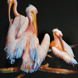 Kris Peterson - Three Pelicans