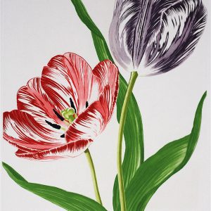 Rory McEwen - Old English Tulips #1 intaglio, 1978