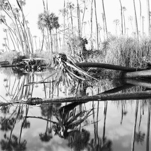 Palms in Creek, 2015