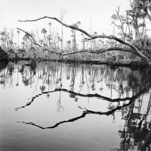 Creek Bend & Dead Trees, 2018