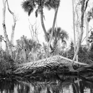 Blue Run Shore, 2014