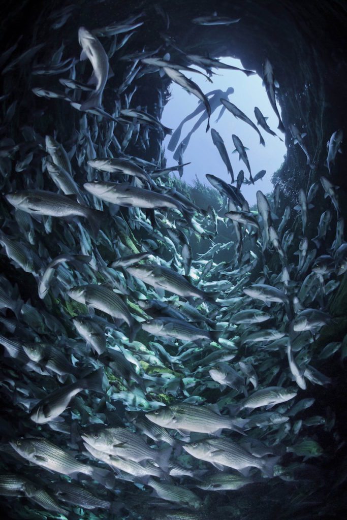 For the Public | Eckerd College in Florida