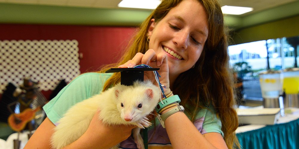 Female student holding a tiny graduation cap on her albino pet ferret's head