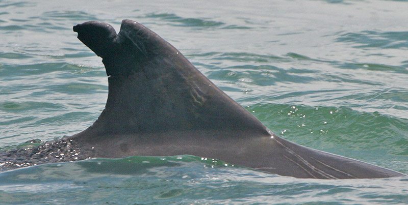 Cupid’s dorsal fin