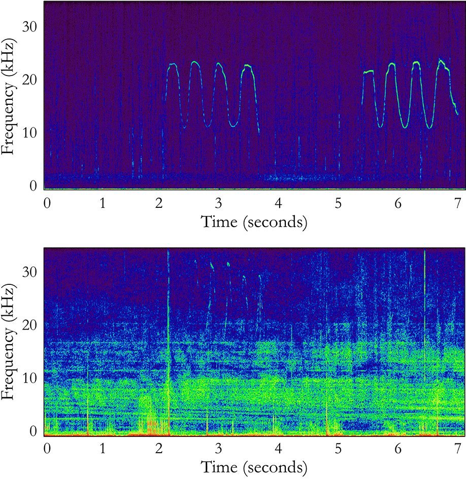 Dolphin whistle spectrogams