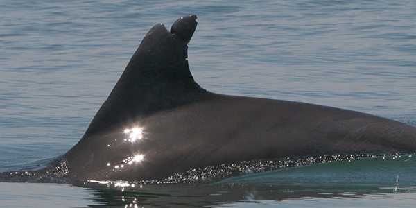 Cupid's dorsal fin