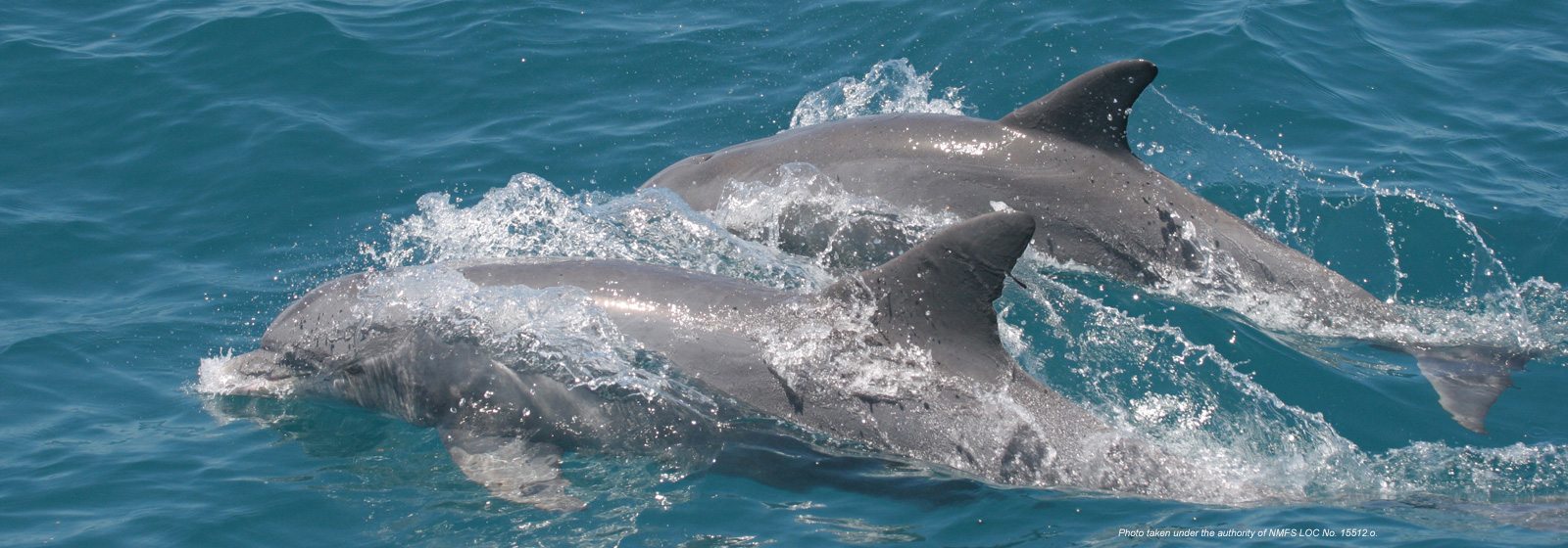 Dolphin pair