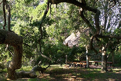 Trees and chickee hut near Fox Pond