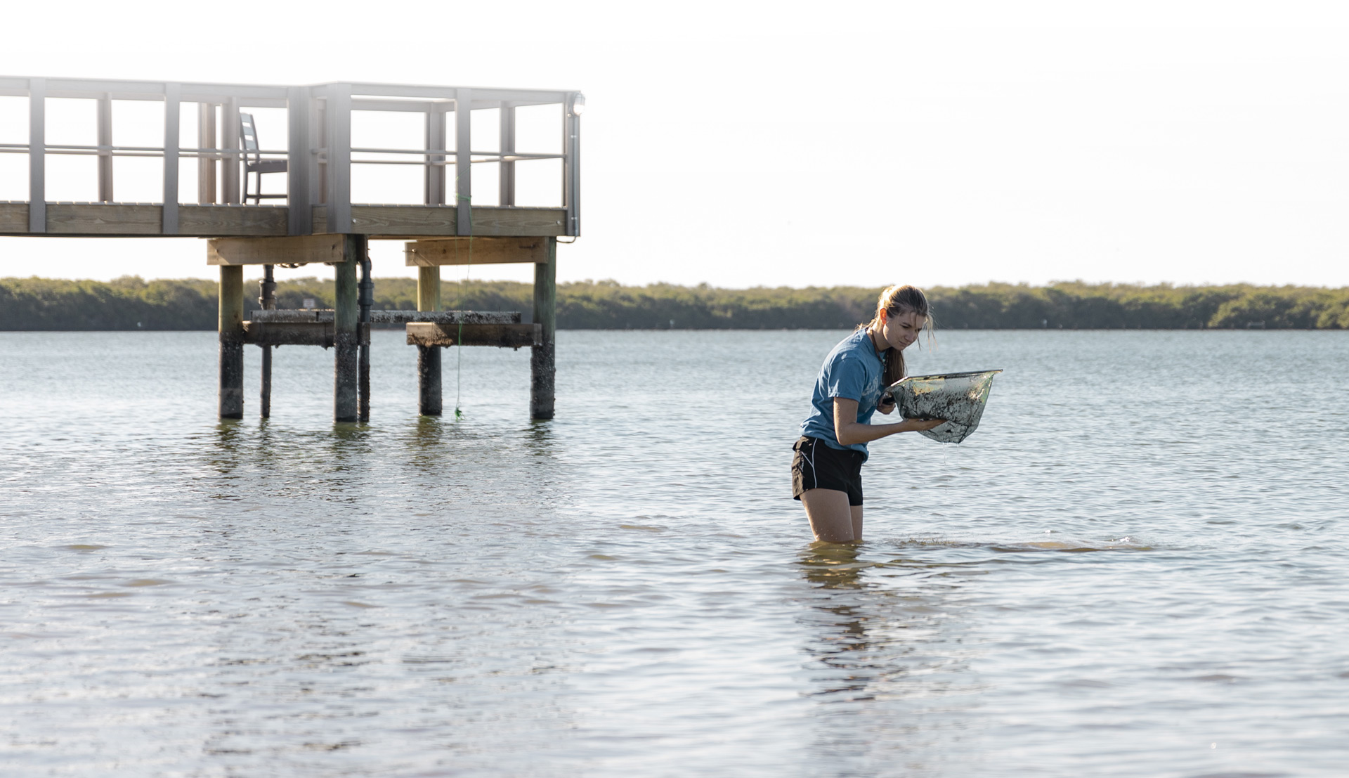 Eckerd student in the bay holding a net while collecting a marine critter with pier in background