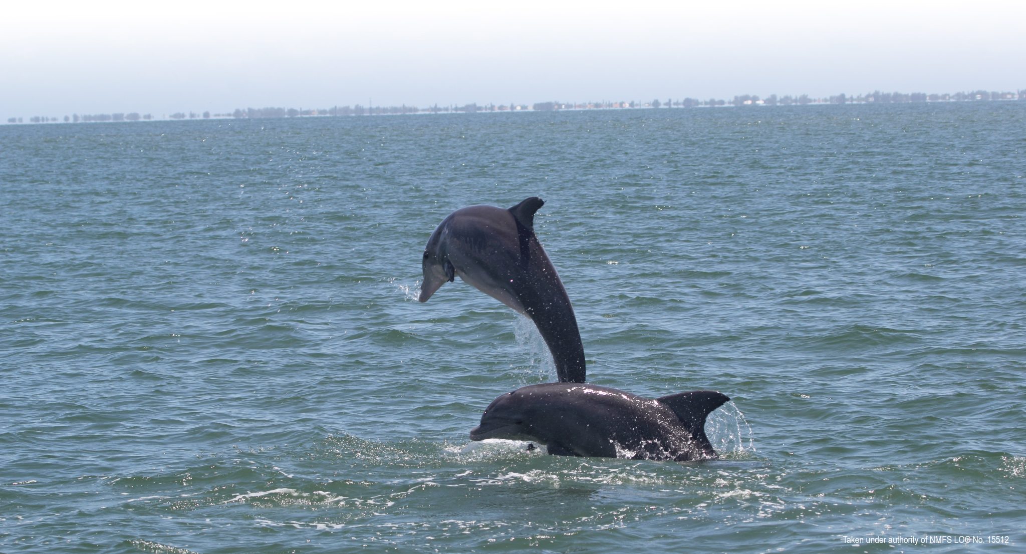 Two dolphins jumping out of the water