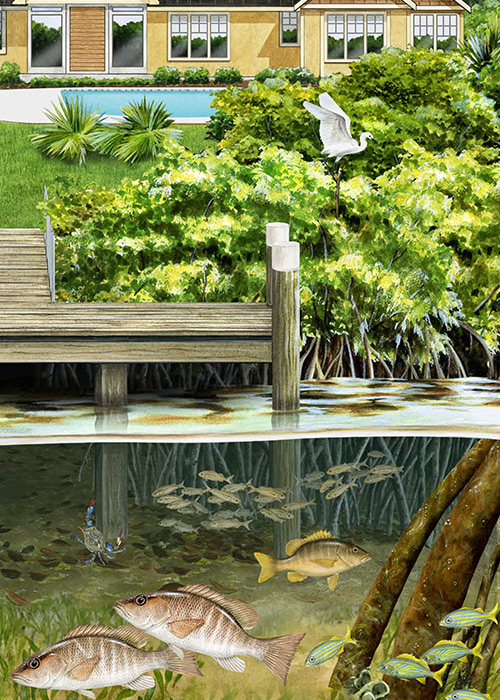 Illustration showing fish and plants living along the shore near a dock
