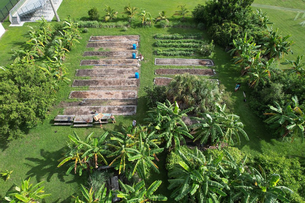 Aerial view of a simple farm surrounded by banana plants