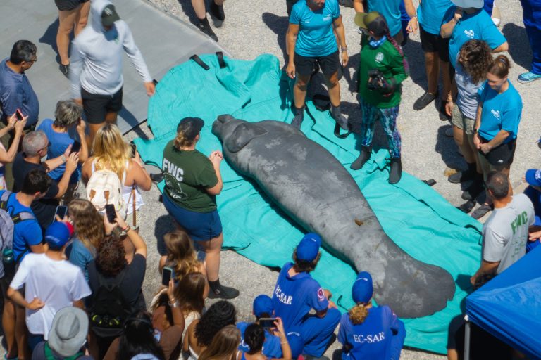 Aerial view of a manatee lying on its back on a tarp on a dock with a crowd of people watching on